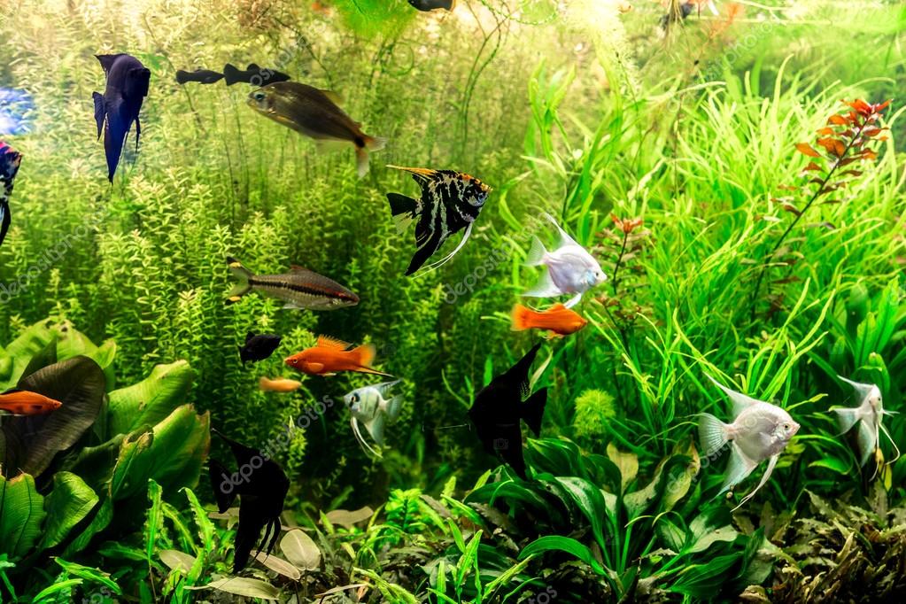 depositphotos_48886443-stock-photo-ttropical-freshwater-aquarium-with-fishes